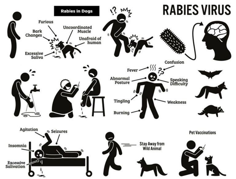 Cegah Penyebaran Penyakit Rabies Di Indonesia Melalui Epitope Isolate Lokal Unair News 8691