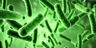 Penyakit yang disebabkan oleh bakteri salmonella typhi adalah