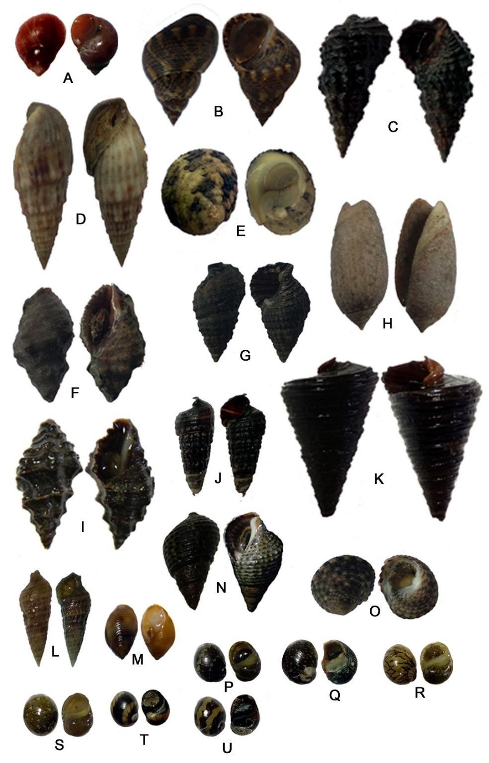 Pentingnya Jenis-Jenis Moluska (Gastropoda) pada Ekosistem Mangrove