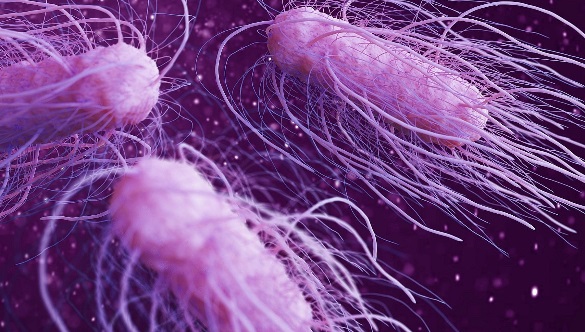 Salmonella typhi adalah bakteri yang menyebabkan penyakit