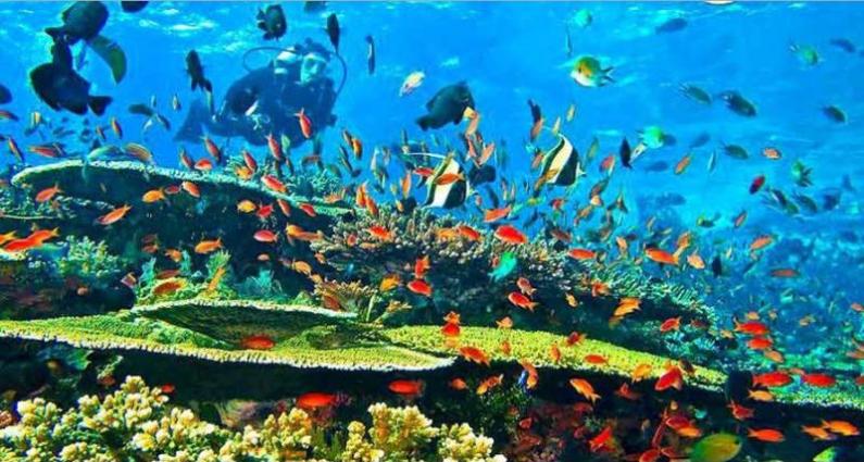 Ikan berapa indonesia spesies laut banyak di Jumlah Spesies