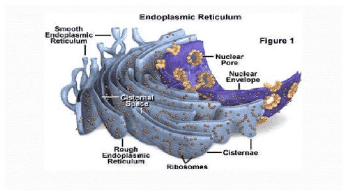 Endoplasma Endoplasmic Reticulum
