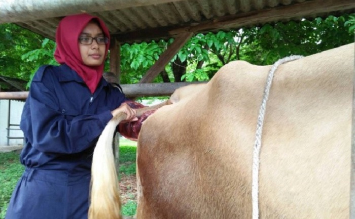 SEORANG mahasiswi Fakultas Kedokteran Hewan UNAIR saat praktikum di Teaching Farm. (Foto: UNAIR NEWS)