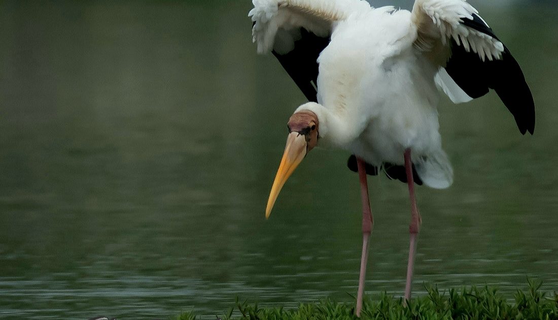 Read more about the article FKH UNAIR Lecturer Observes Milky Stork Migration in Probolinggo