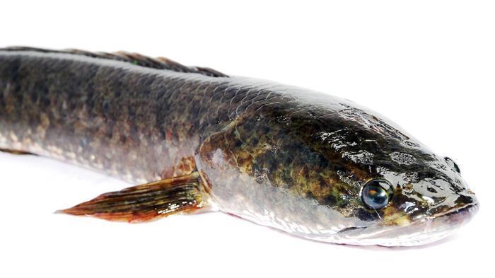 Read more about the article Genetic Diversity of Snakehead Fish in the Brantas River