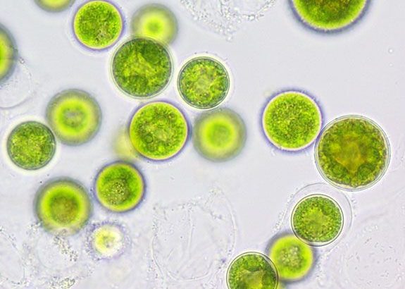 Read more about the article Mining Β-Carotene from Stressful Marine Microalgae
