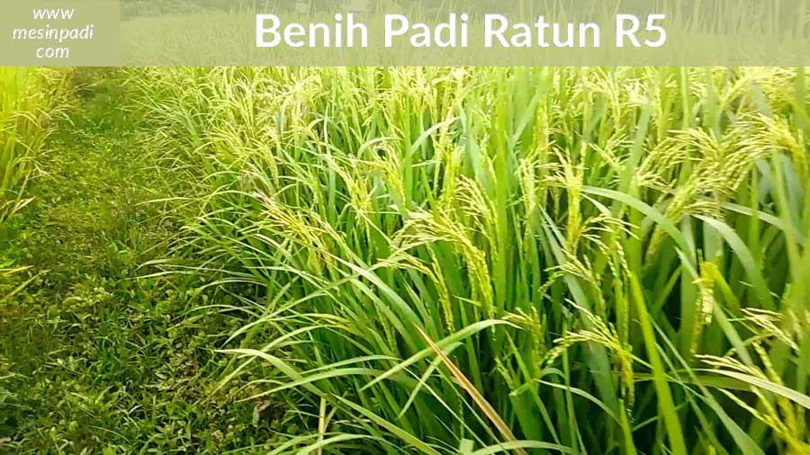 Read more about the article Advantages of Ratooning Method in Rice Farming