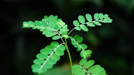 Read more about the article Meniran Herbs to Fight Against Hepatitis C Virus
