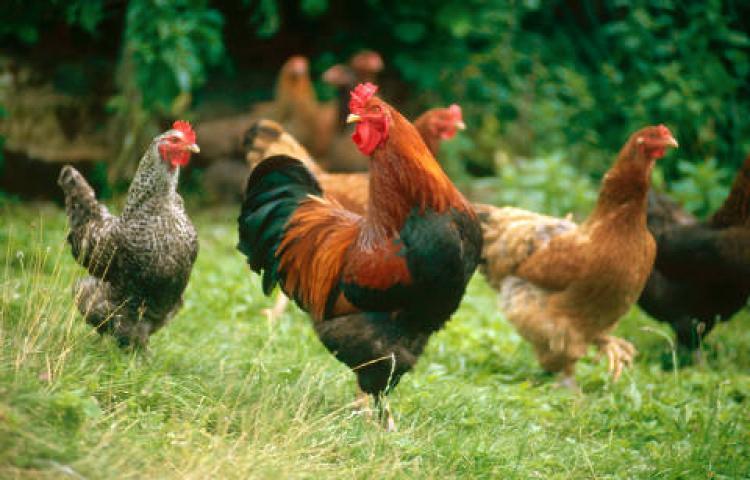 Read more about the article Biji Labu Kuning dan Vitamin E Tingkatkan Kualitas Sperma Ayam Kampung