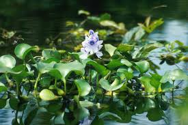 Read more about the article Treating Shaky Tooth with Water Hyacinth
