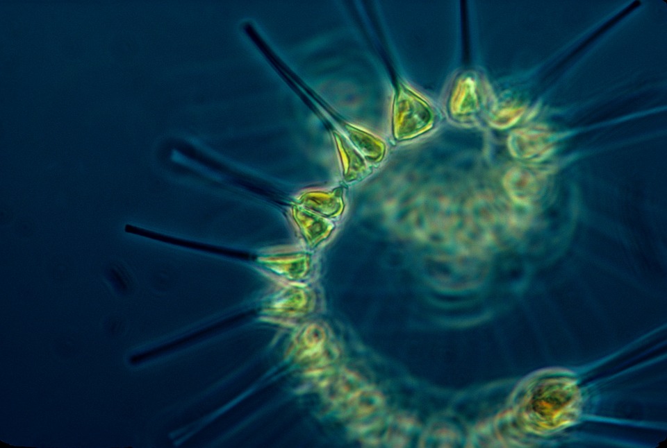 Read more about the article Keberadaan Fitoplankton Pengaruhi Kesehatan dan Nafsu Makan Udang