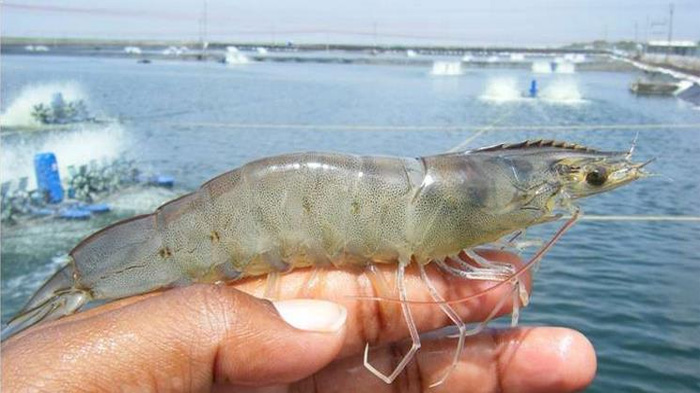 Read more about the article Nanobubble Affects Shrimp Immune Response