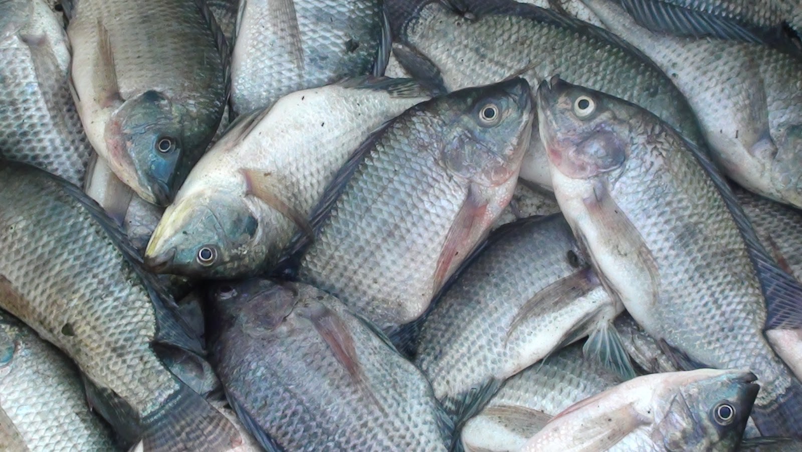 Read more about the article Tilapia Expansion in Java Sea