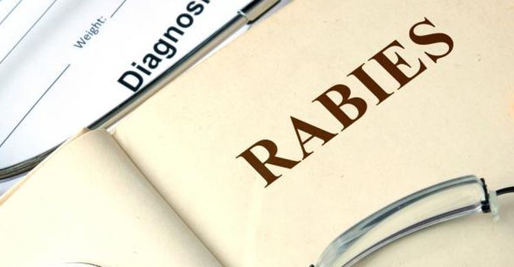 Read more about the article Dari Banyuwangi untuk Indonesia Bebas Rabies 2030