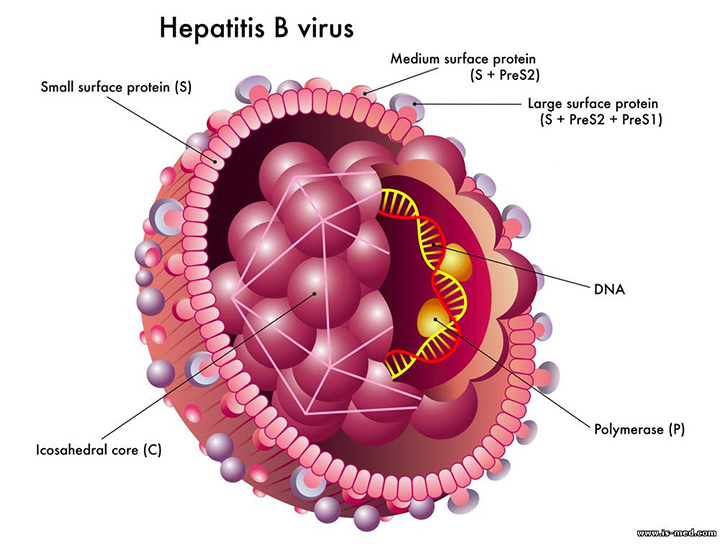 Read more about the article Meningkatnya Infeksi Virus Hepatitis B di Indonesia