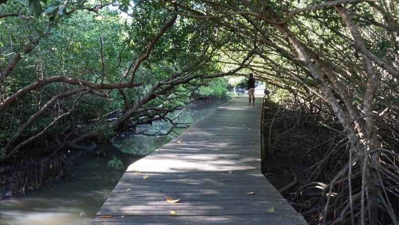 Read more about the article Pentingkah Keberadaan Hutan Mangrove?
