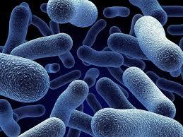 Read more about the article Karakterisasi Bakteri Selulolitik sebagai Kandidat Probiotik untuk Ternak