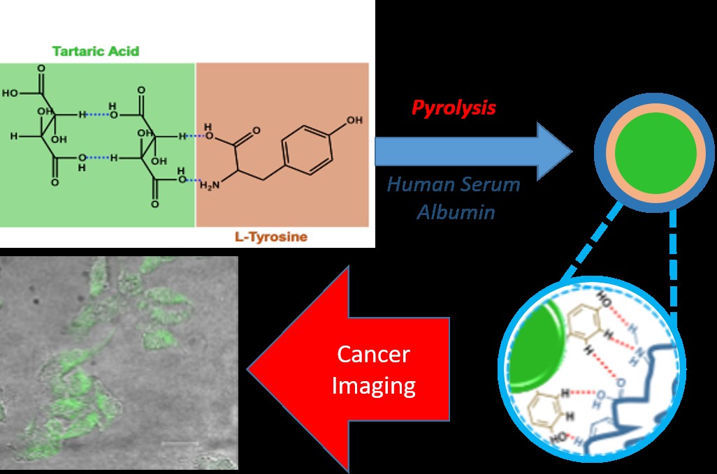 Read more about the article Manfaat Karbon Dots Termodifikasi Human Serum Albumin sebagai Penanda Sel Kanker