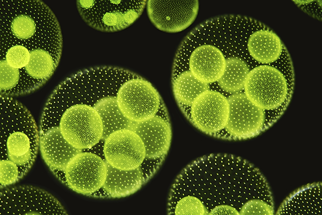 Read more about the article Improving Biogas Quality with Microalgae