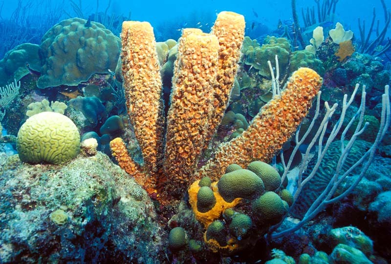 Read more about the article Marine Sponge Potential to Treat Alzheimer’s Disease