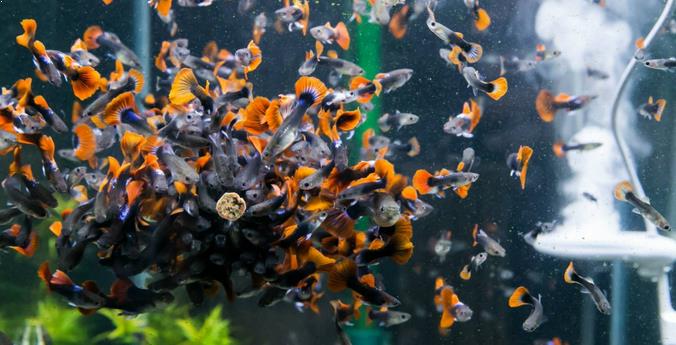 Read more about the article Benarkah Ikan Guppy Dapat Digunakan sebagai Bioindikator?