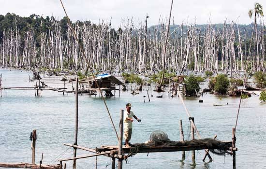 Read more about the article Penyebab Deforestasi Hutan Bakau di Asia Tenggara