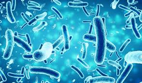 Read more about the article Peneliti FKH UNAIR dan Azabu University Jepang Temukan Salmonella dengan Metode Imunomagnetik