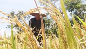 Read more about the article Asuransi Pertanian dalam Program Ketahanan Pangan di Indonesia