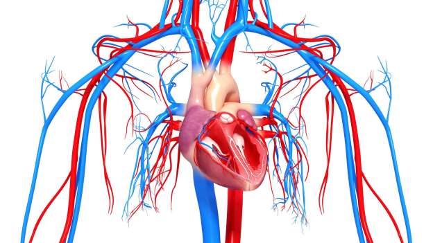 Read more about the article Aneurisma Arteri Pulmonal, Silent Killer yang Berbahaya!