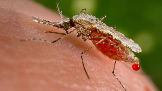Read more about the article Cegah Malaria Dari Diri Sendiri