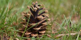 Read more about the article Ekstrak Pinus merkusii Penangkal Timbal Asetat