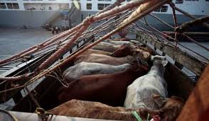Read more about the article Memahami Kebijakan Impor Daging Sapi