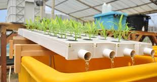 Read more about the article Aquaponics, solution to fisheries and agriculture business with limited land