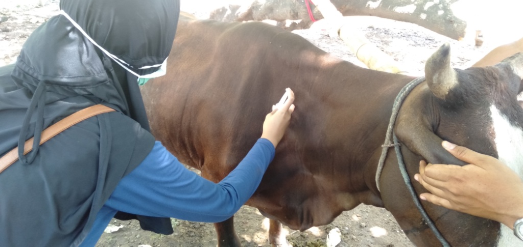 Read more about the article Efforts of UNAIR KKN BV students and Balung Situbondo breeders to improve beef cattle quality