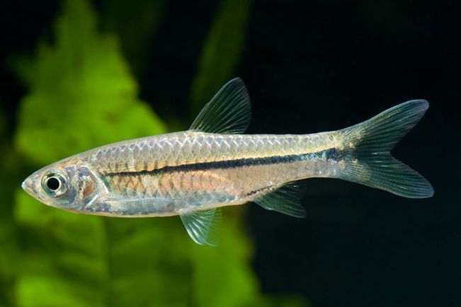 Read more about the article Aplikasi Spirulina Platensis Tingkatan Performa Sperma Ikan Wader Pari