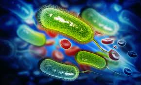 Read more about the article Pengaruh Anti-Helicobacter Pylori pada Galur