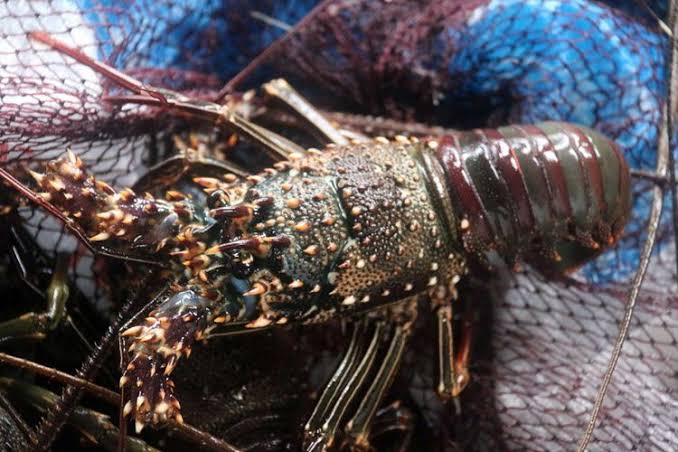 Read more about the article Why is lobster legalized for exports?