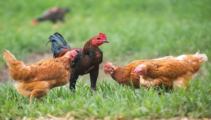 Read more about the article Paparan Dosis Rendah Meningkatkan Kekebalan Ayam Terhadap Infeksi Koksidiosis