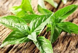 Read more about the article Basil leaf extract for the treatment of gastritis