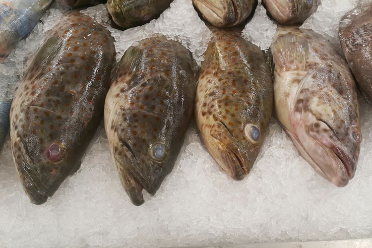 Read more about the article Andoparasitic worm infection in groupers
