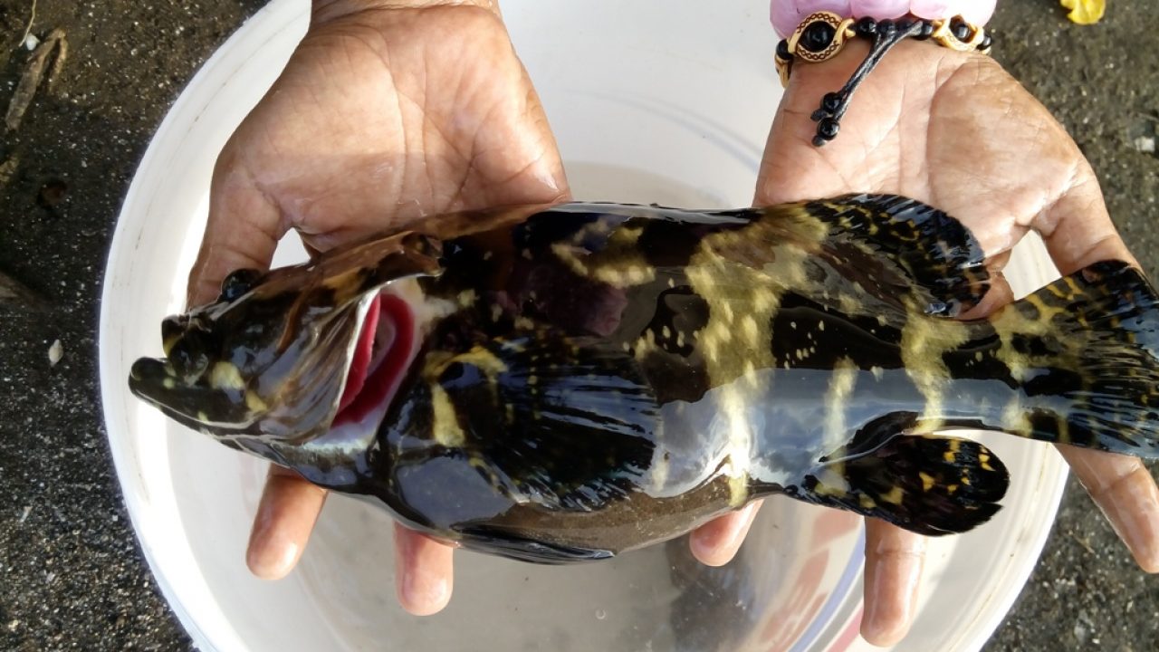 Read more about the article Pengaruh Pemberian Pakan Pellet Komersil vs Pakan Rucah pada Ikan Kerapu Cantang