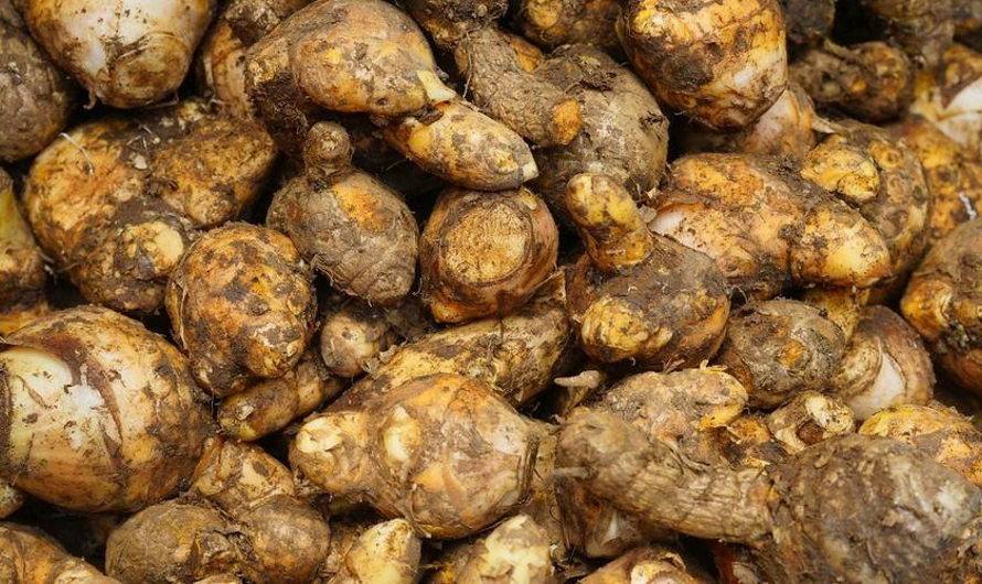 Read more about the article Javanese turmeric extract for hepatitis treatment