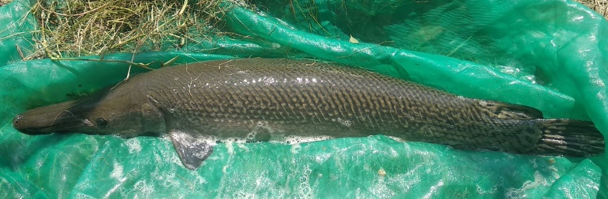 Read more about the article Keberadaan Ikan Alligator gar Atractosteus spatula di Perairan Terbuka Jawa dan Bali