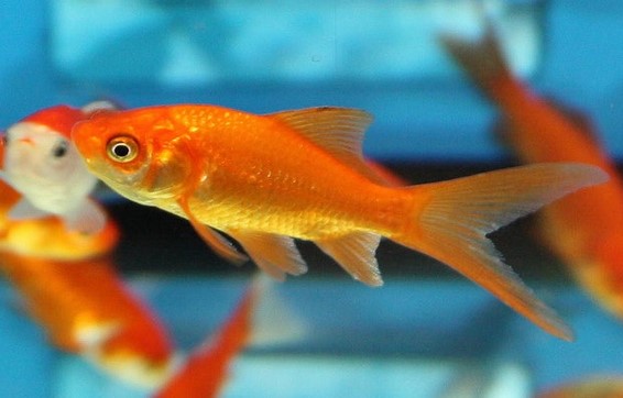 Read more about the article The effects of salinity on growth of comet goldfish