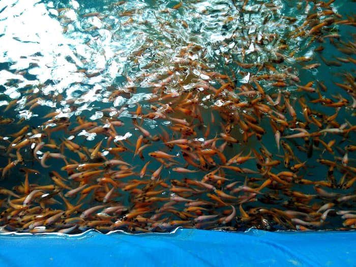 Read more about the article Potensi Daun Mangrove sebagai Feed Additive dalam Upaya Peningkatan Pertumbuhan Benih Ikan Nila