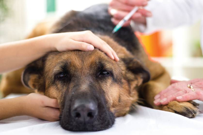 Read more about the article Deteksi Biomarker pada Anjing yang Mengalami Tumor Ganas
