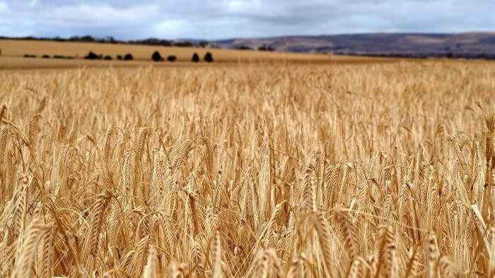 Read more about the article Indonesia dependence on Australian wheat imports