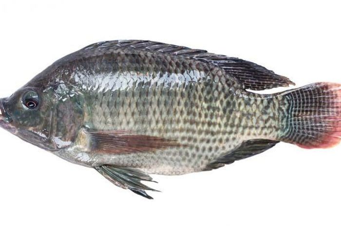 Read more about the article Performa Produksi Ikan Nila Triploid dalam Budidaya Monosex vs Mixed-Sex