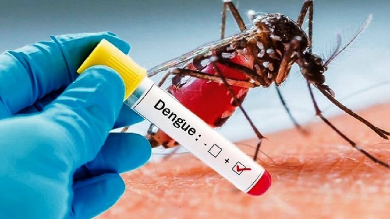 Read more about the article Pengehambatan Virus Dengue Serotipe 2 pada Sel Ginjal Moyet Hijau Afrika