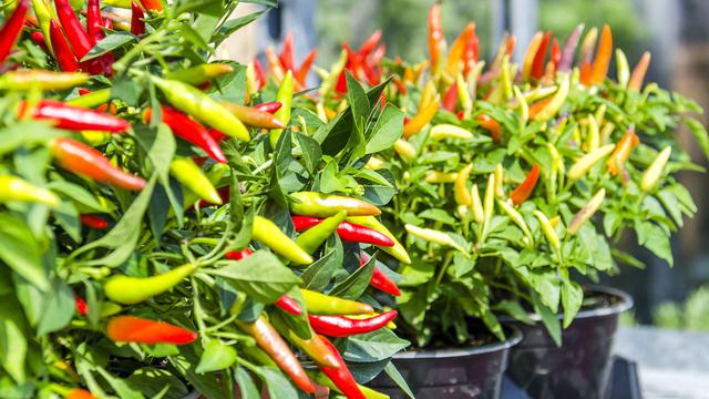 Read more about the article Membedah Kandungan Capsaicin dalam Cabe